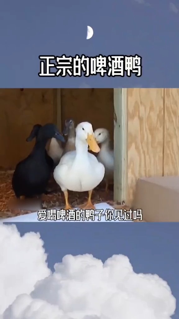 #奇闻趣事抢先看#这么正宗的啤酒鸭 你想来一只吗