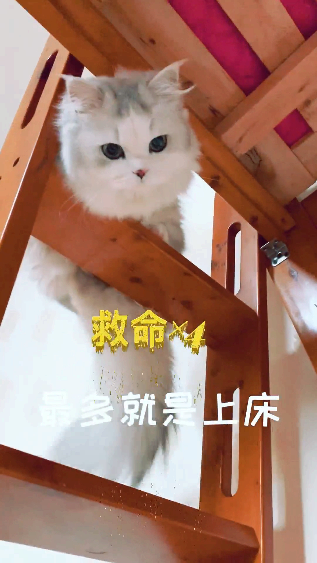 #拿破仑猫#养矮脚猫的经验分享，第一次发长视频诶，会有人看完吗？