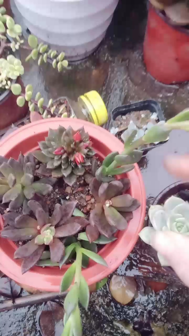 多肉植物剪下来的花剑,不要丢,插土里还能继续开花,收种子