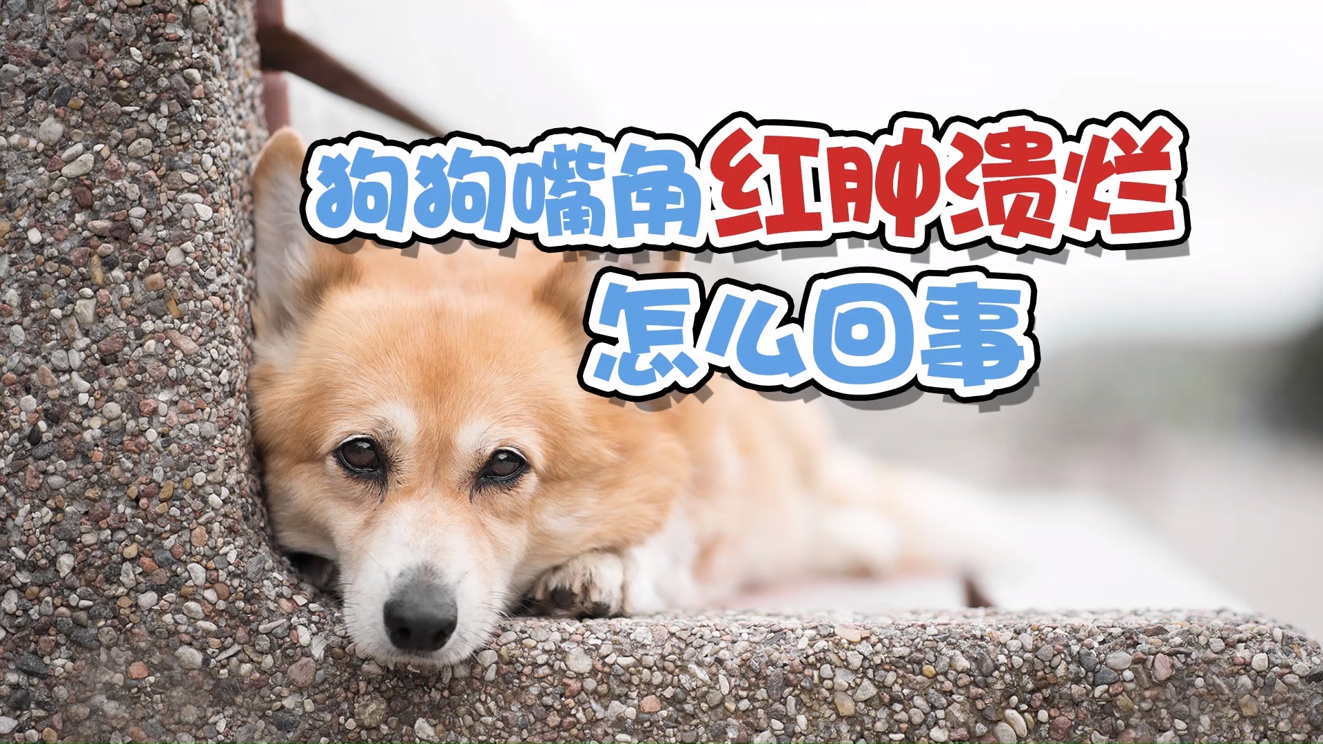 #我家宠物成精了#狗狗的嘴角溃烂也被称为狗口角炎,通常是在饮食不当或缺乏相应维生素的情况下