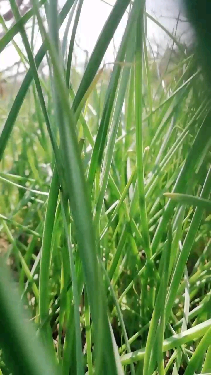 我们农村遍地都是野韭菜,你吃过吗?营养价值可高了