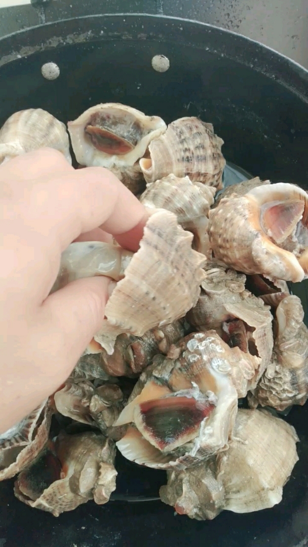海螺煮熟可以开吃