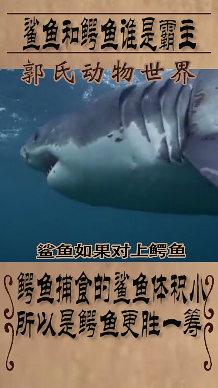 鲨鱼和鳄鱼谁是水中霸主?从白垩纪打到现在,结果很明显