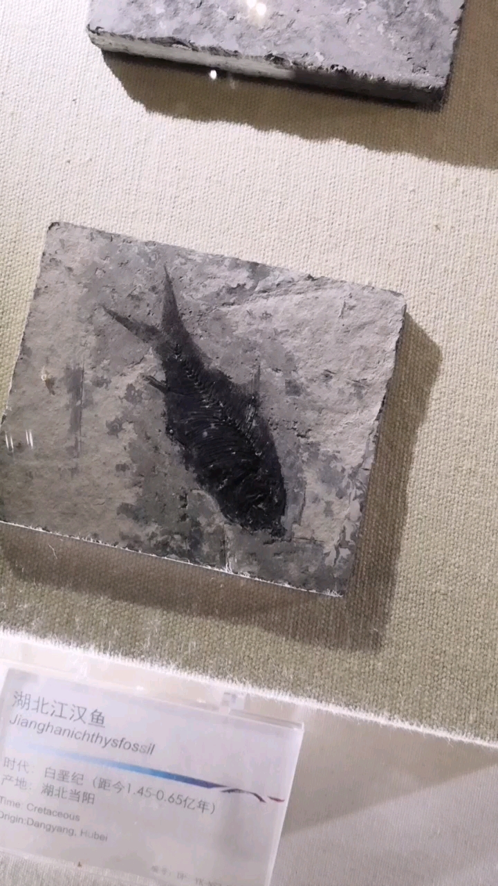 湖北江汉鱼