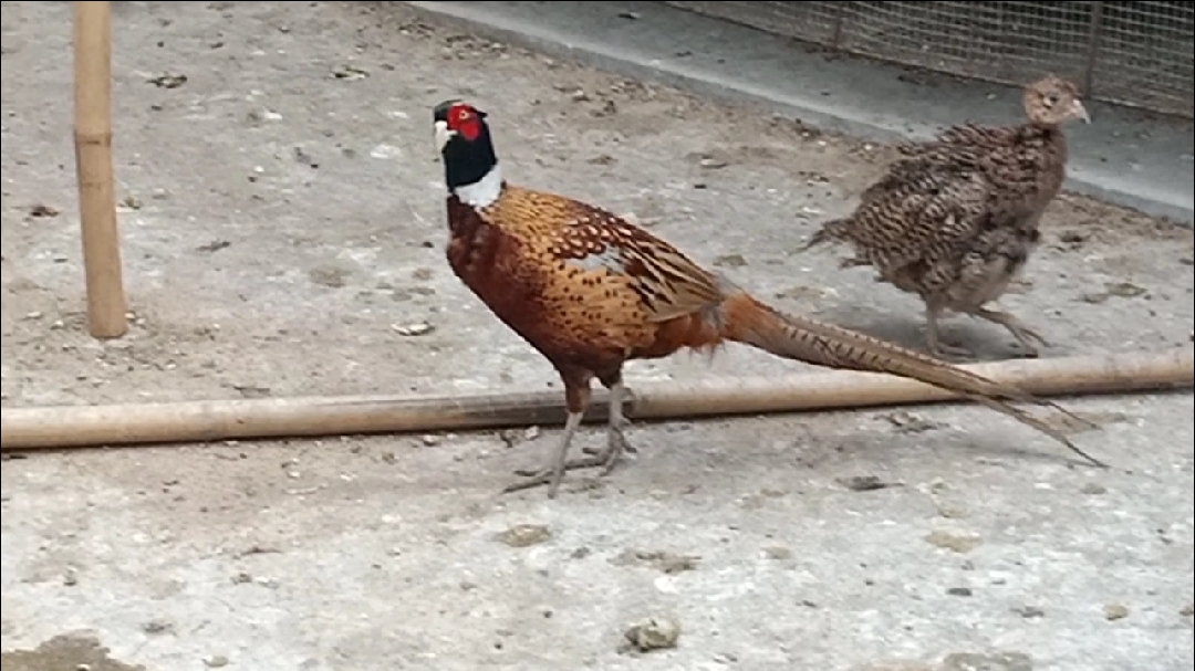 #我太难了#广西玉林容县养殖七彩山鸡