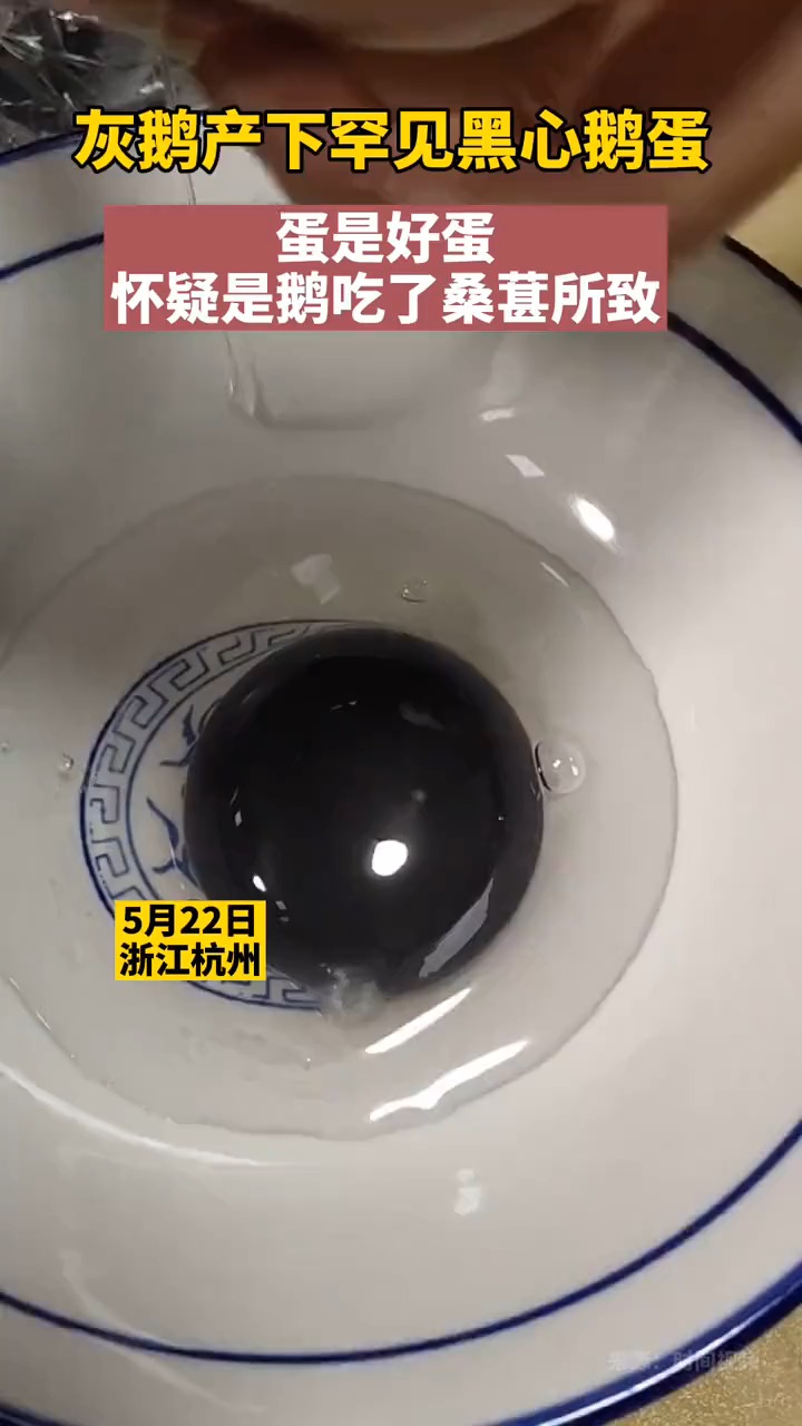 男子发现灰鹅产下罕见黑心鹅蛋:蛋是好蛋,怀疑是鹅吃了桑葚所致。