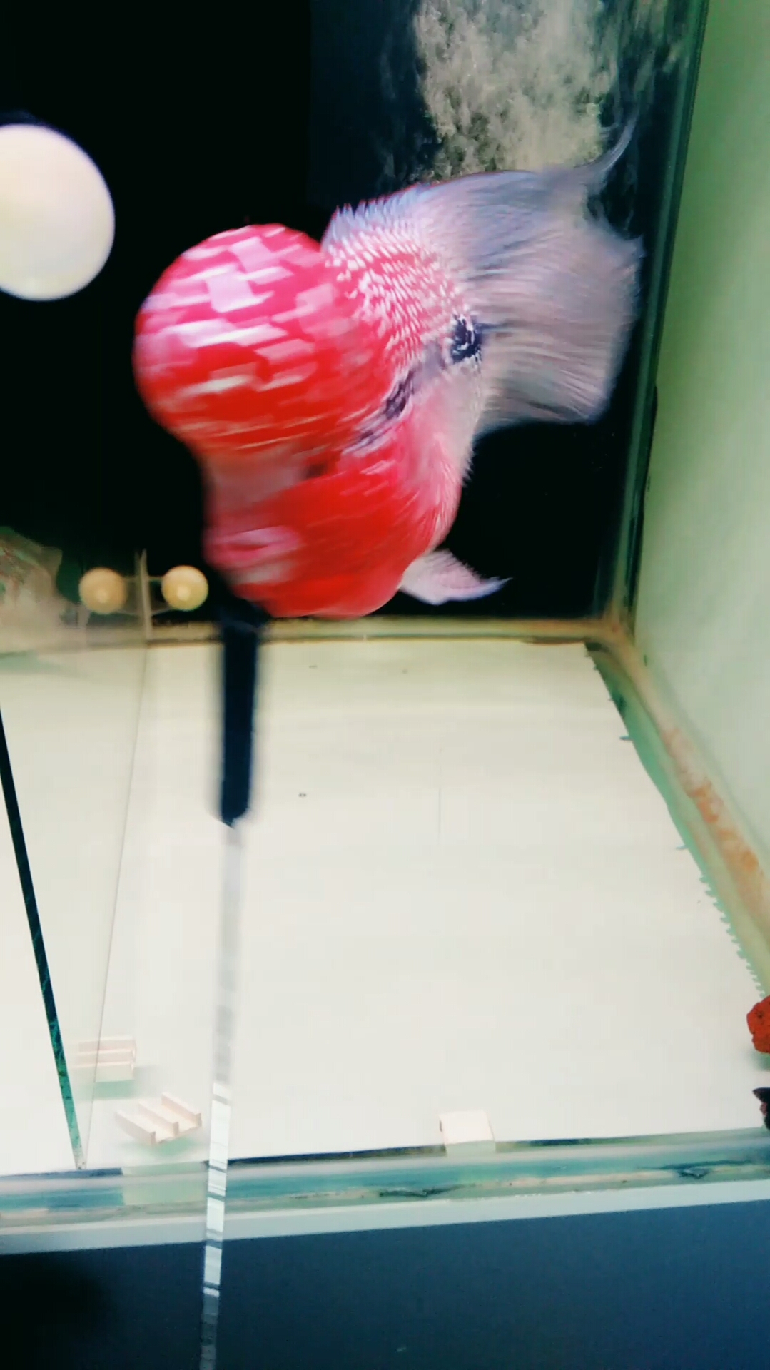 罗汉鱼,短身爆头满线鸿运