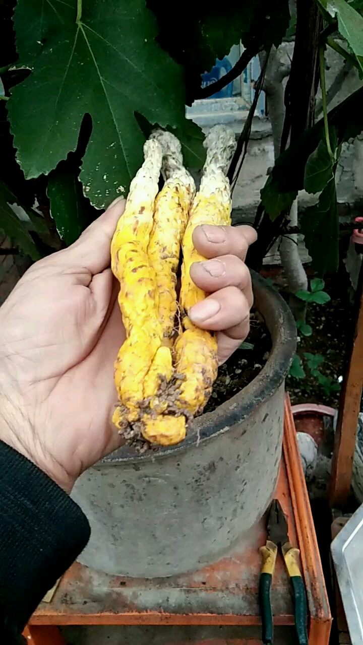 野生肉苁蓉