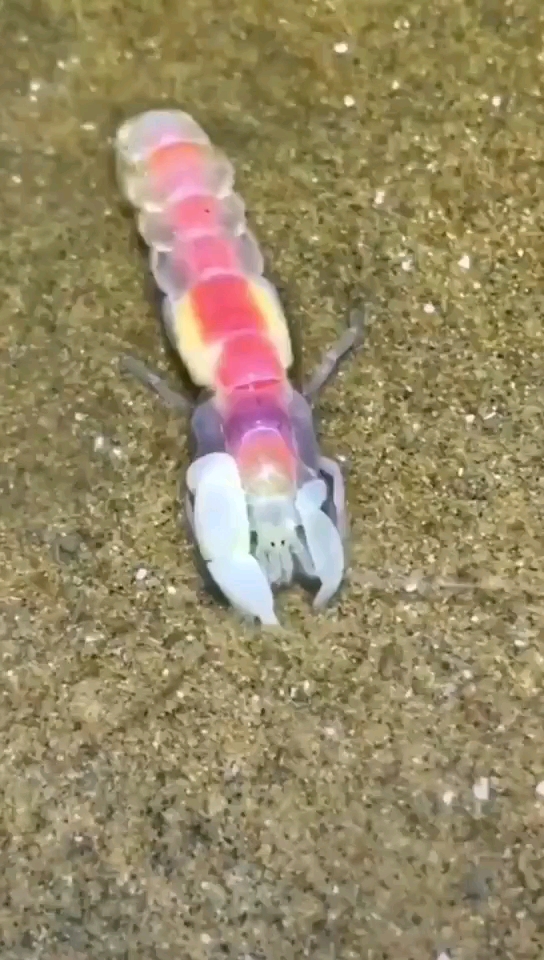 七彩皮皮虾