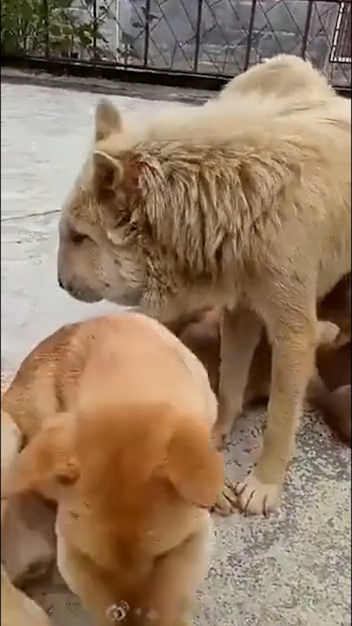 #搞笑段子#这是什么品种