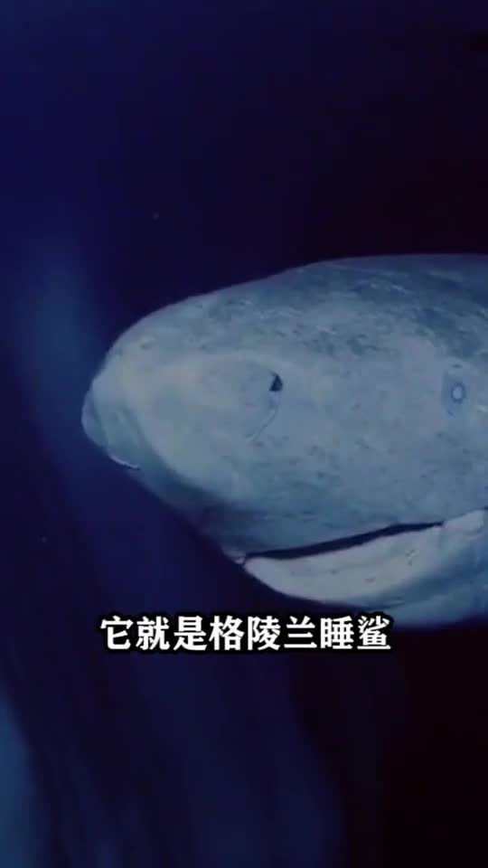 最长寿的鲨鱼,从明朝活到现在有400年,如今成这样