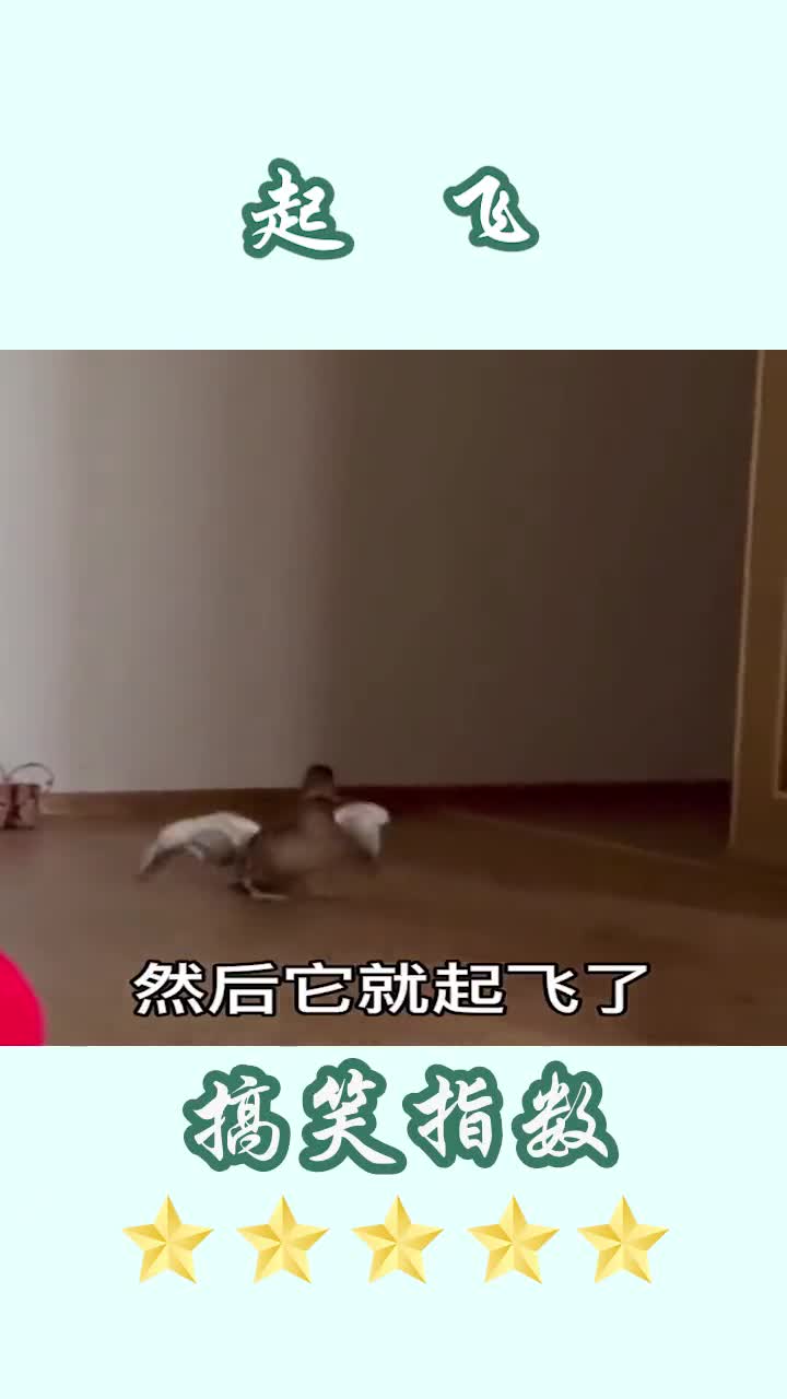鸭子:做梦也没想到自己还能飞