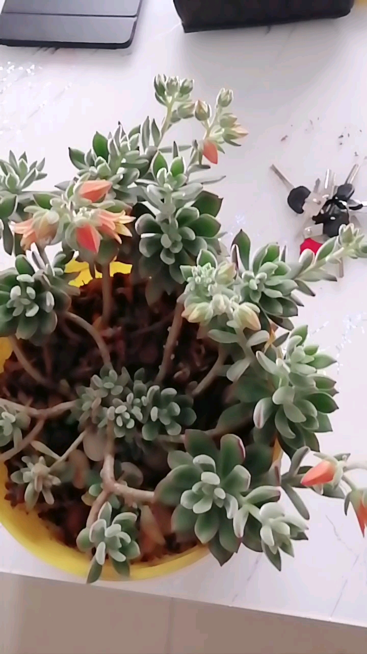 多肉开花了