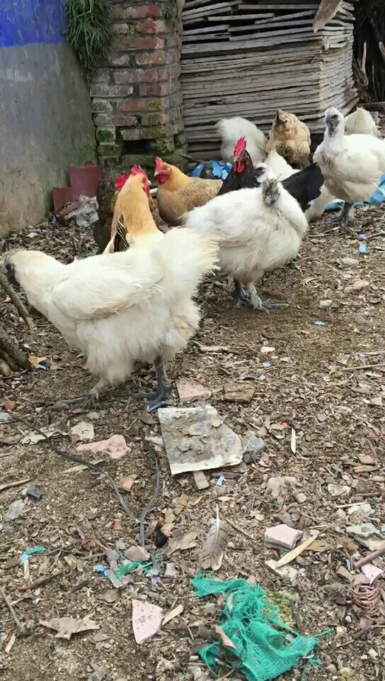 白色是什么鸡?