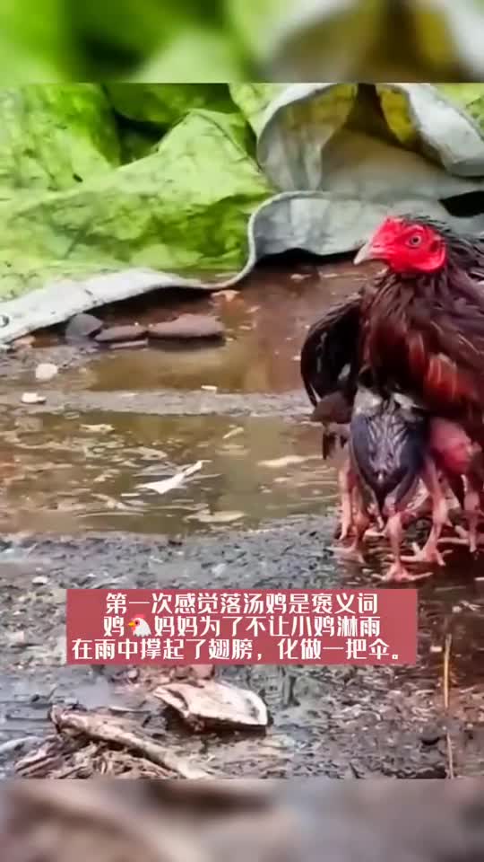 鸡妈妈为了不让身下的小鸡淋雨,在雨中撑起了翅膀,化做一把伞!#