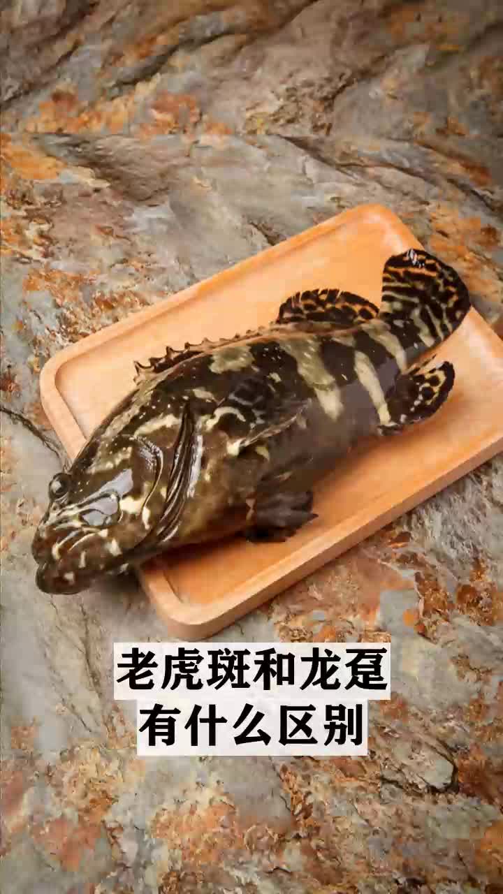  老虎斑和龙趸有什么区别
