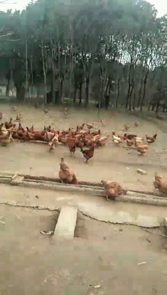 这是素描厂里这些土鸡很鲜美的,想不想吃?