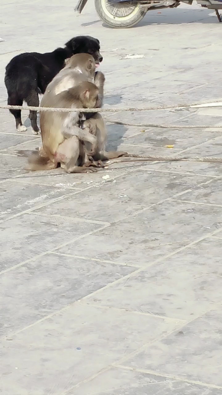 猴子就是聪明