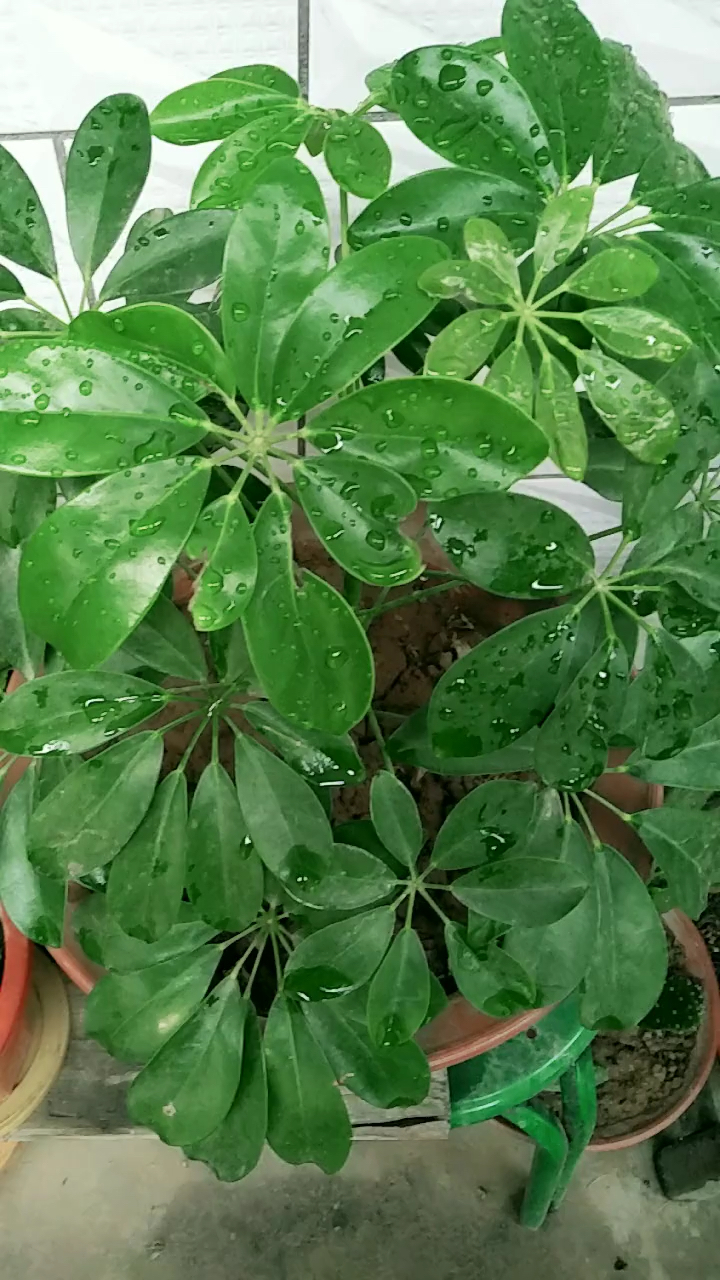 养花鸭掌木,注意这几点!养不好你来找拾姐养花日记,给我留言!