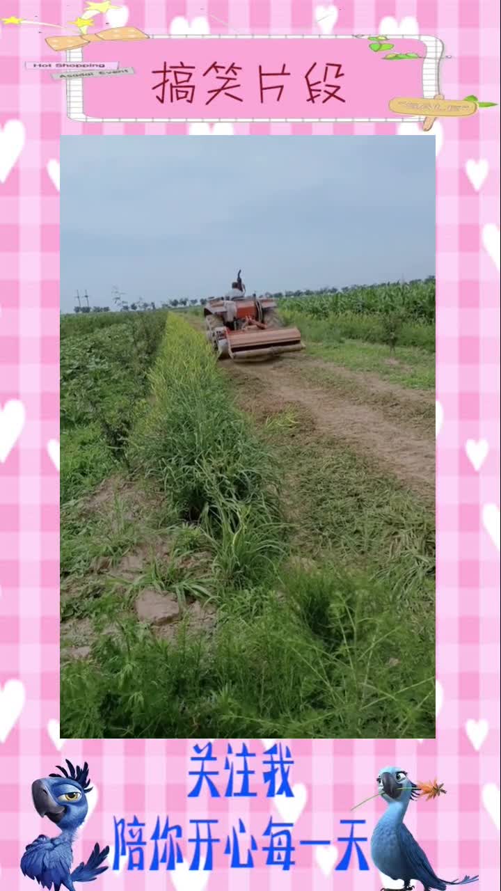 黄花菜都凉了,人的心更凉!#搞笑视频#