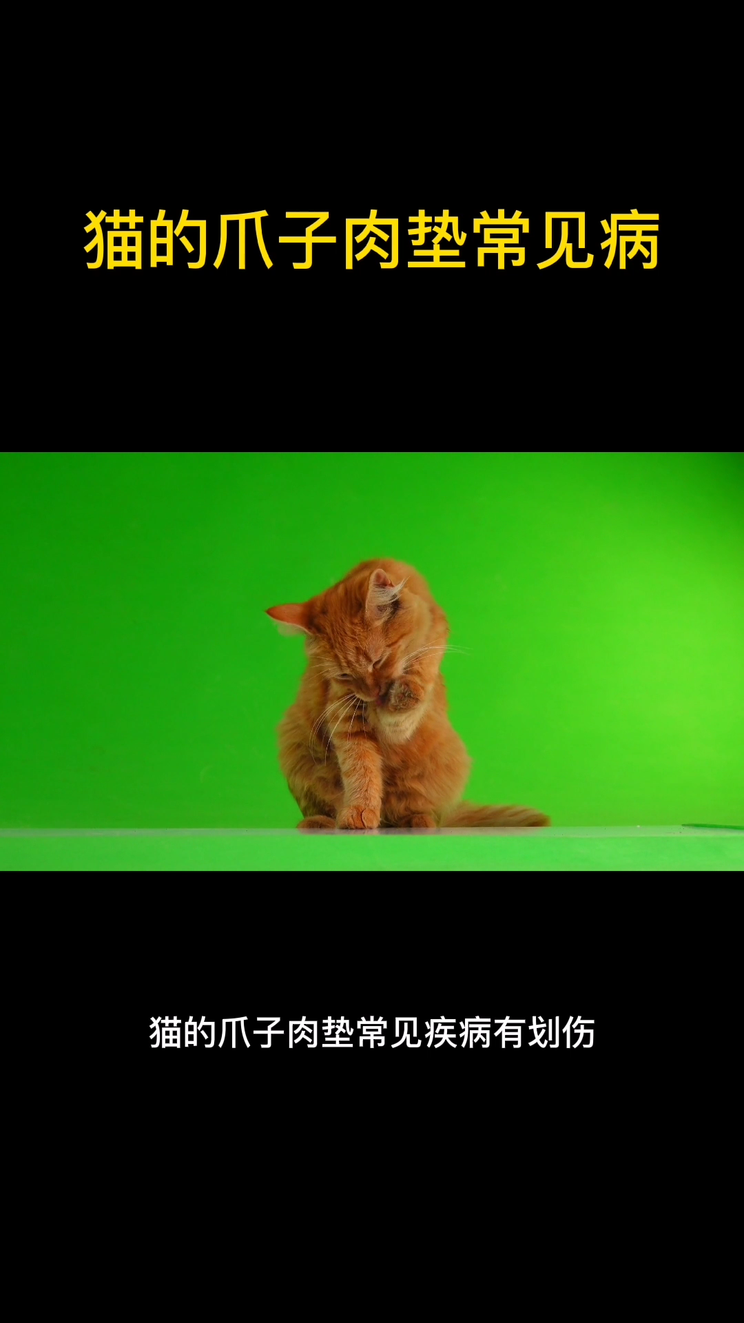 猫的爪子肉垫常见病