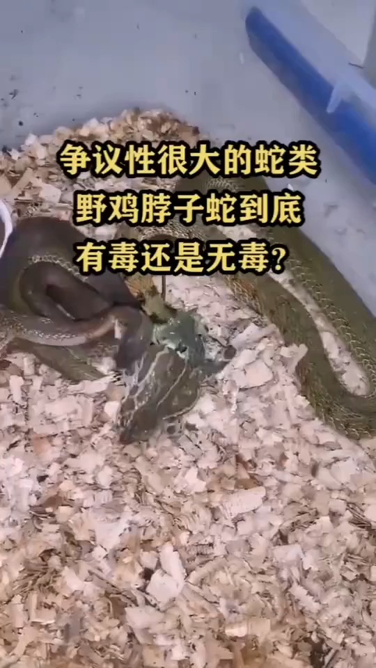 #搞笑视频#争议性很大的蛇类,野鸡脖子蛇到底有毒还是无毒?