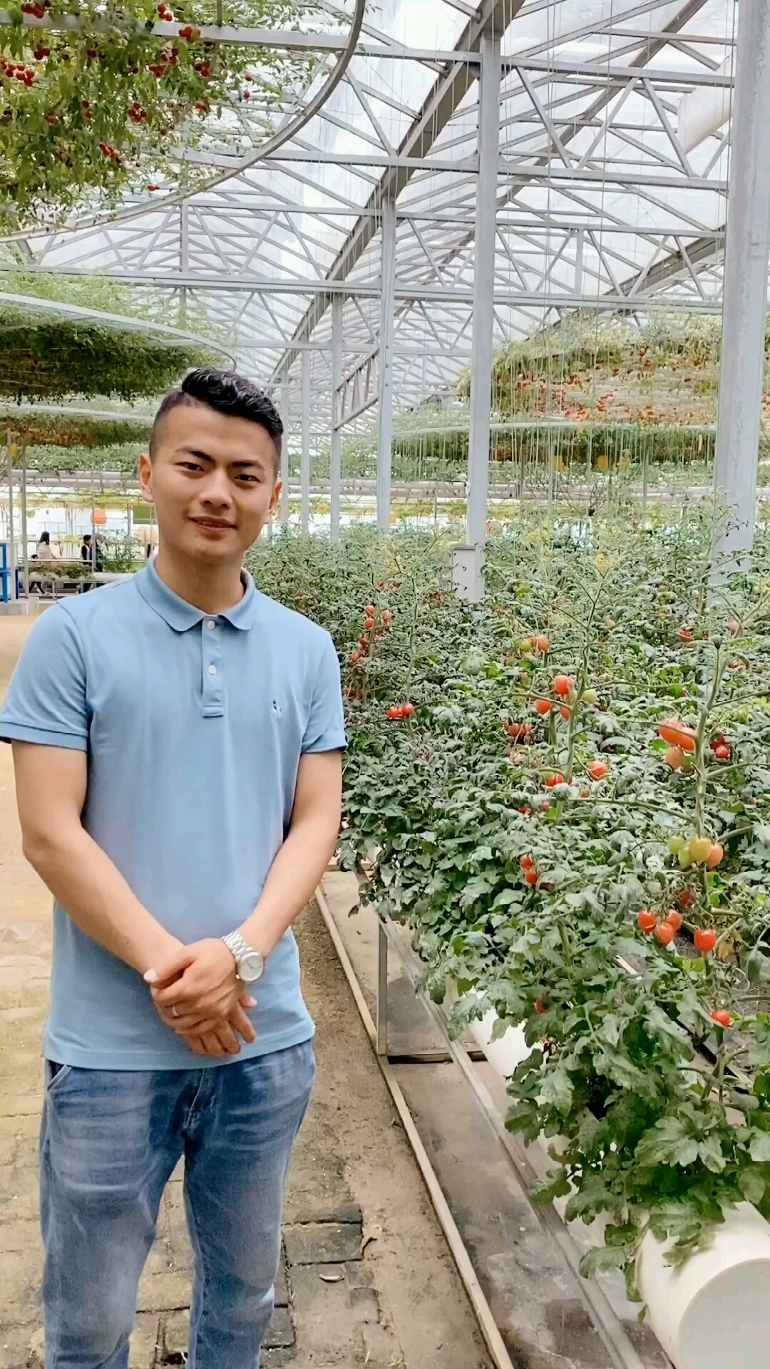 西红柿树