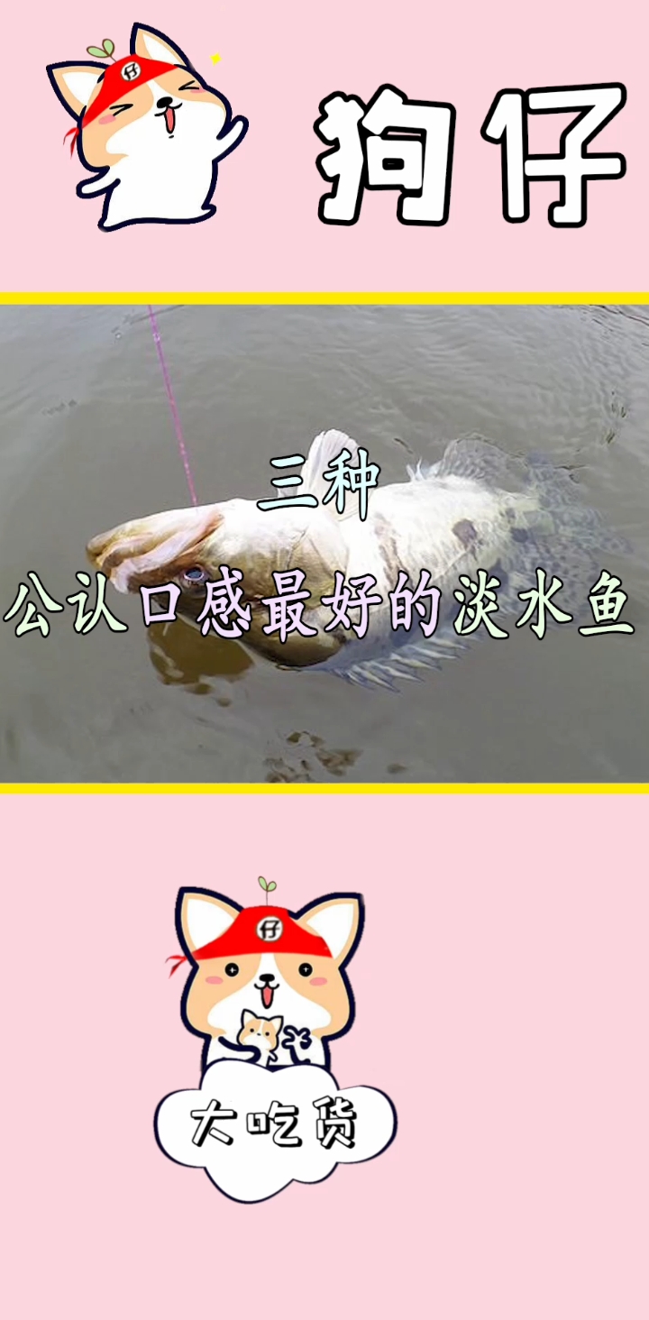 这几种鱼你都吃过吗?