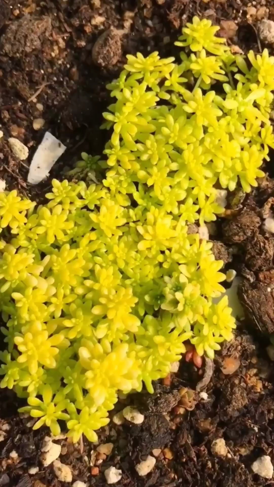 黄金万年草
