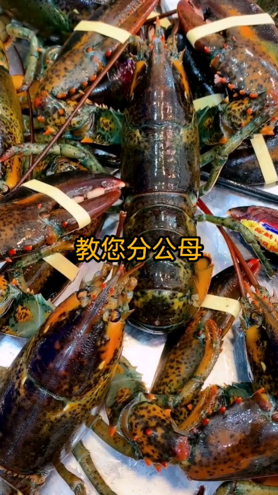 波士顿龙虾,叫你分公母