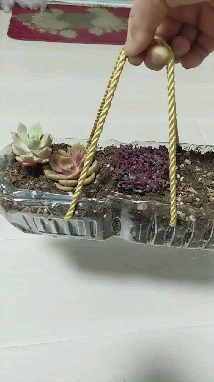 自制的多肉小花盆儿。