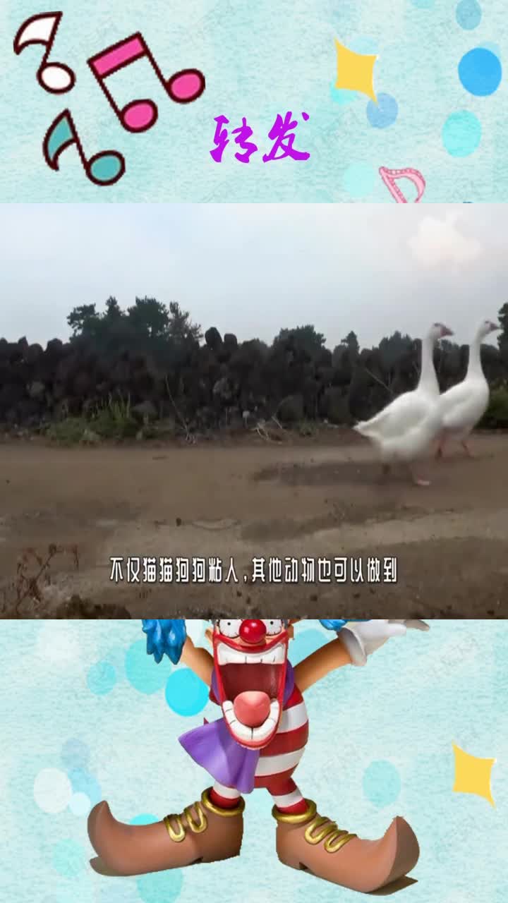 四只大白鹅当老奶奶保镖,遇人咬人碰狗怼狗,网友:真的太忠心了