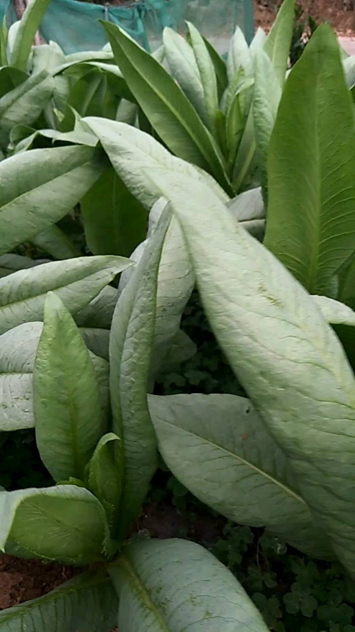天然无公害的高州麦菜。