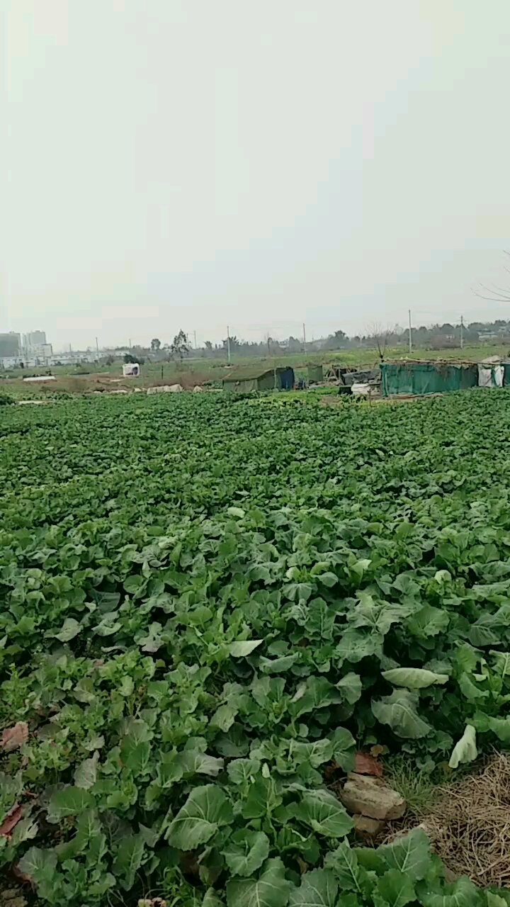 油菜尖有喜欢的没