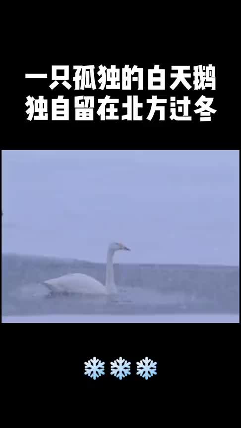 一只孤独的天鹅,努力保持着高贵的姿态,独自留在北方过冬