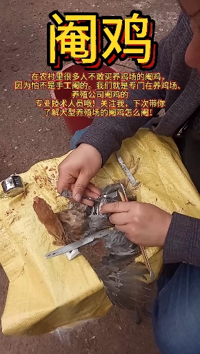 阉鸡的技术很多人不愿意学了,中国传统文化能不能传承下去呢