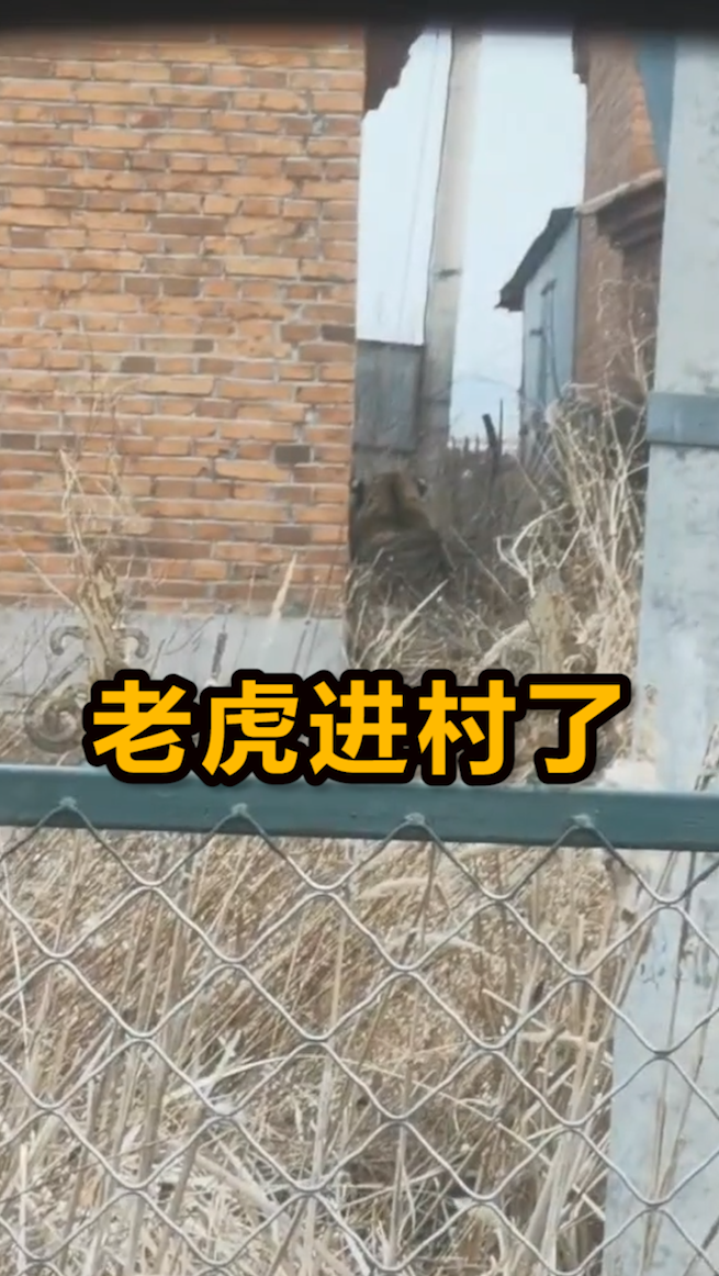 成年东北虎出没村庄,有女子大喊:快跑啊姐