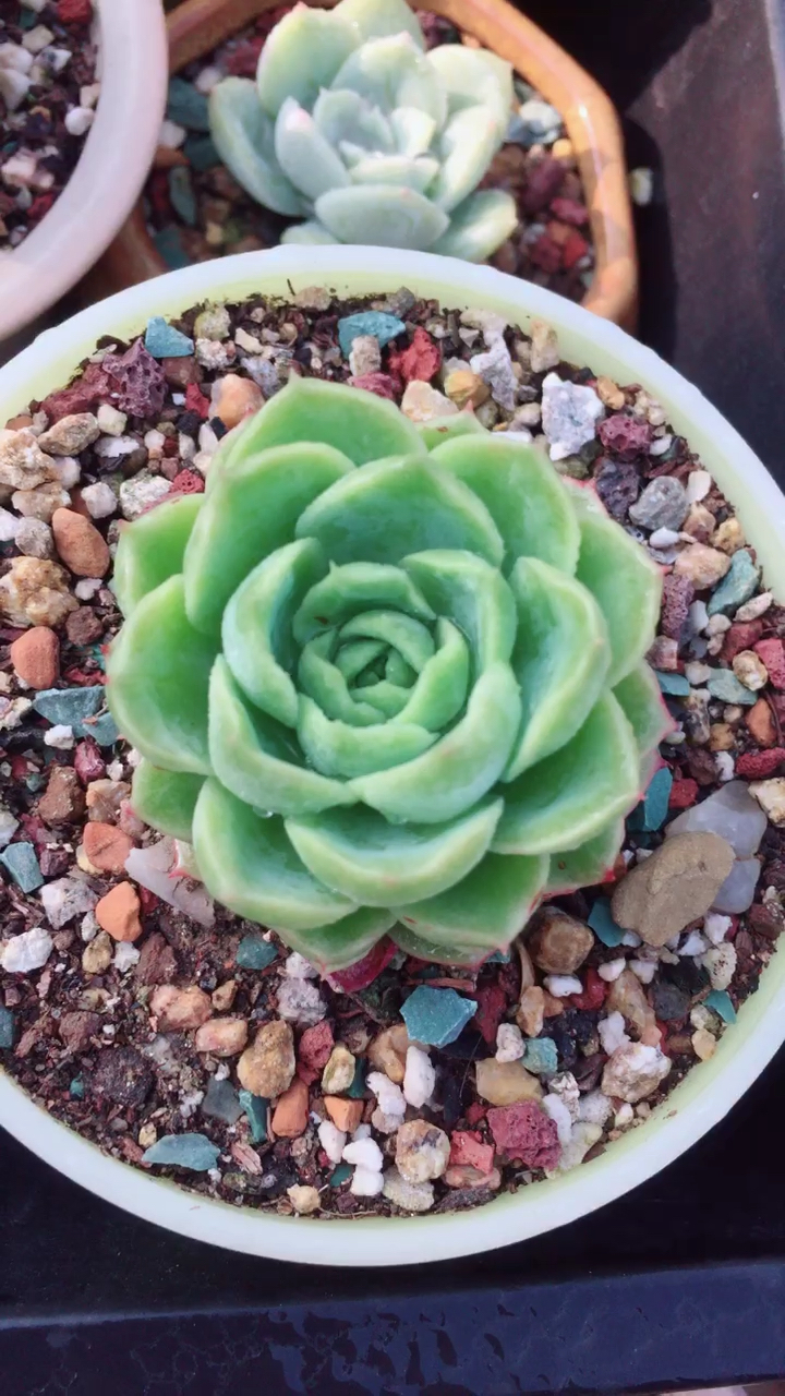 酸橙辣椒,这露水有点多啊……