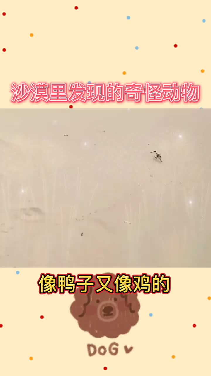 沙漠里惊现神奇动物,奔跑速度不输博尔特