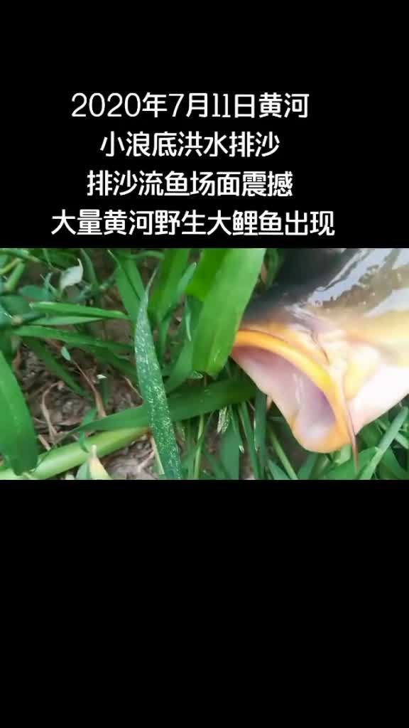 黄河小浪底河水变混,排沙流鱼第八天,2020年7月11日,黄河小浪底泄洪野生鱼小浪底小王师