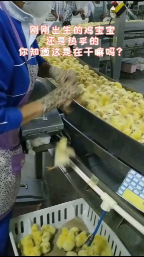 这个工作人员在给小鸡做什么?