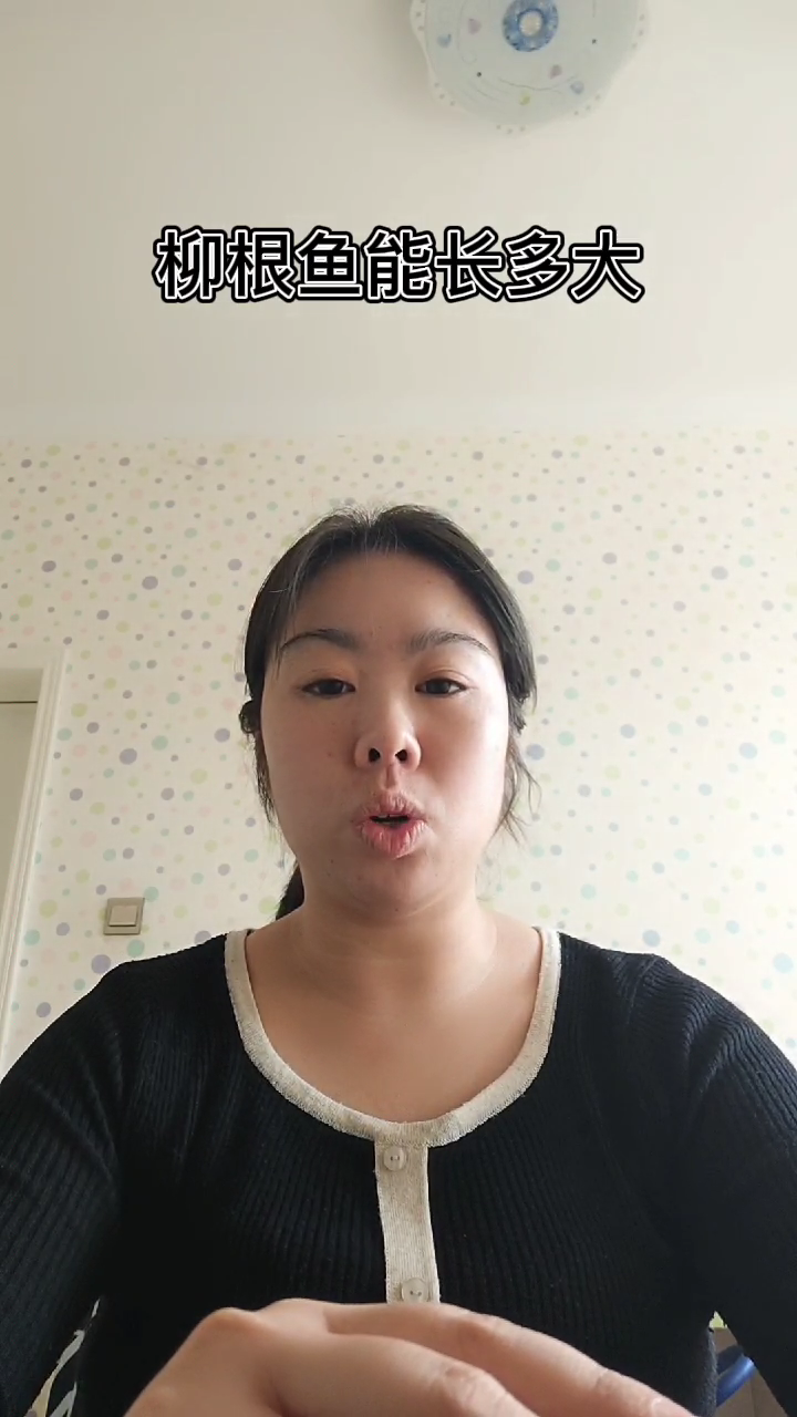 柳根鱼能长多大   
