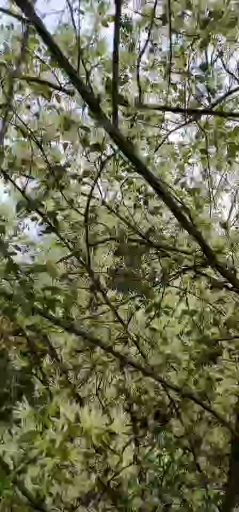 白花继木,继木的根、叶、花、果都是很好的药材能够止血、止泻、通经活络,解热解毒。