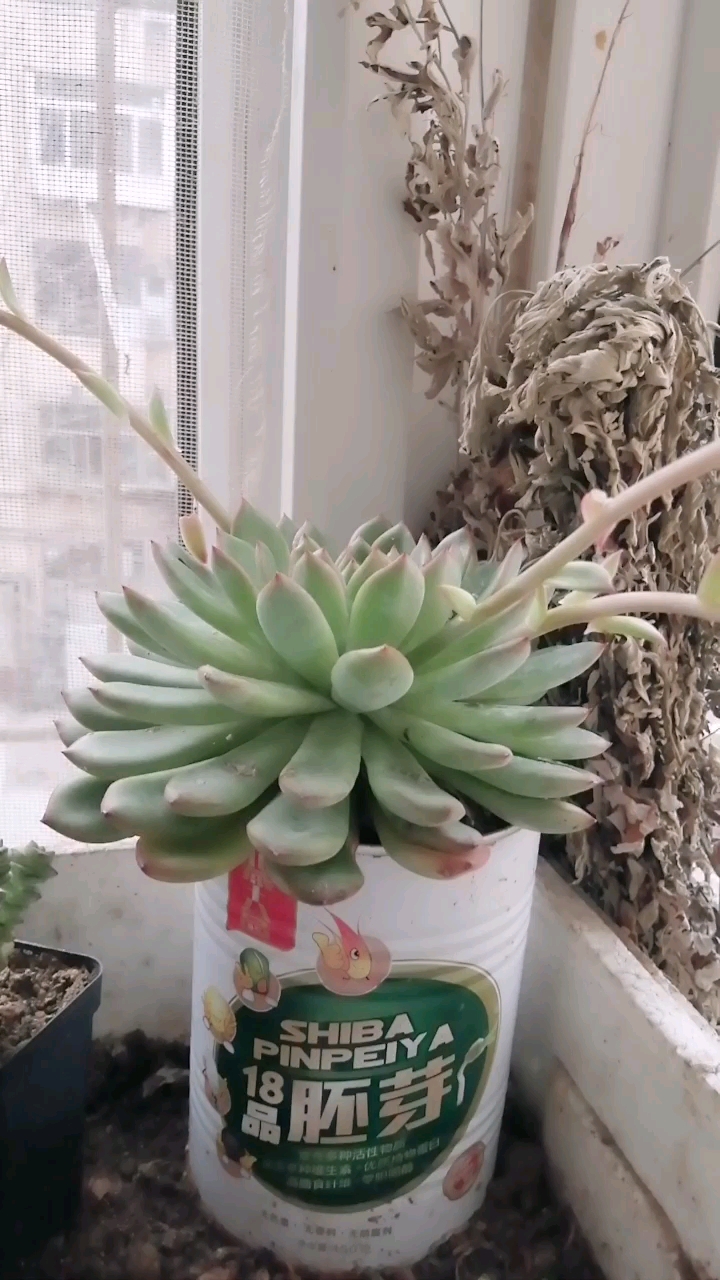 听说多肉不好养?随手扔阳台上就长这么壮