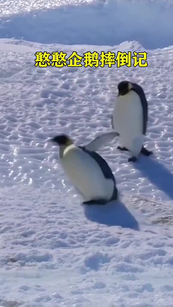 企鹅你怎么这么容易摔倒啊?企鹅:冰天雪地悬崖峭壁的,要不你试试