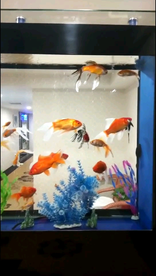 看你们游来游去是那么的平静,我这颗烦躁的心什么时候像你们一样平静下来……