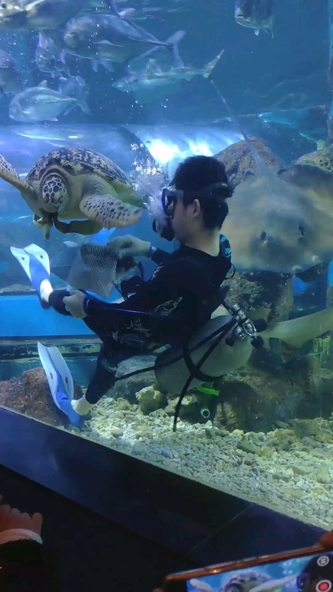 看看海龟吃什么