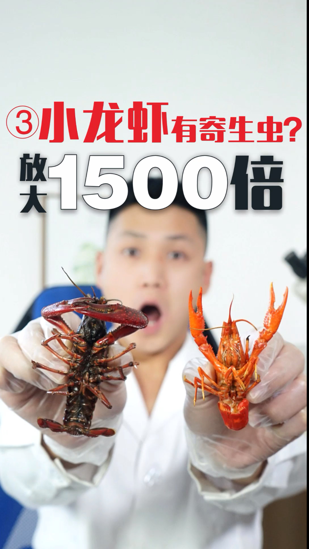 #每天一点冷知识#小龙虾有寄生虫?放大1500倍观察(第三集)