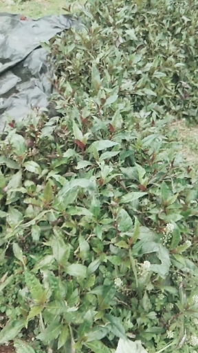 地里最天然的菜苔,莴笋,冬寒菜,血皮菜有多少重庆老乡认识的?在家吃的全无公害食品