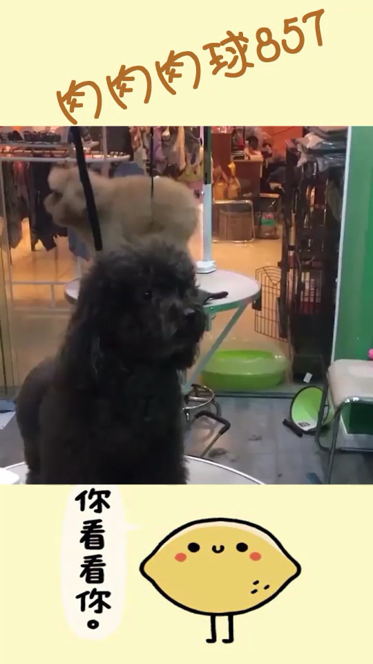 绝对势力狗